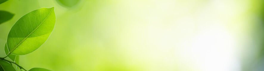 Nature of green leaf in garden at summer. Natural green leaves plants using as spring background cover page greenery environment ecology wallpaper