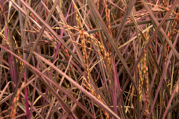  rice pink lady and rice berry in nature background