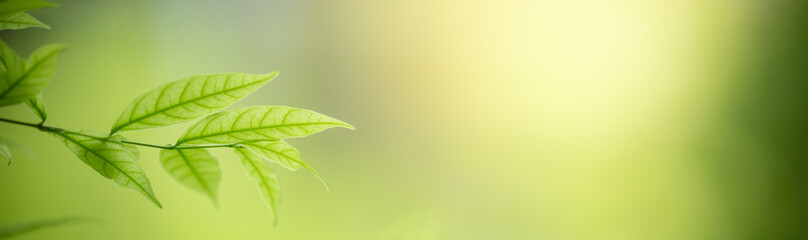 Fototapeta premium Nature of green leaf in garden at summer. Natural green leaves plants using as spring background cover page greenery environment ecology wallpaper