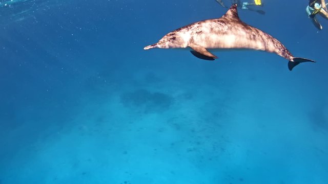 A dolphin swimming past people snorkeling in the sea.