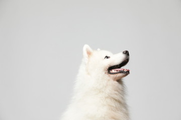 The samoyed dog makes a variety of naughty and lovely, happy and sad expressions. It is people's favorite pet, dog portrait combination series on a gray and white background