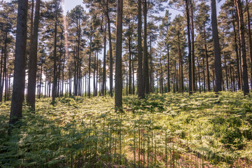 Woodland with ferns in dappled sunlight at Glendalough, Co. Wicklow, Ireland. The Glendalough valley is located in Wicklow Mountains National Park and is home to an Early Medieval monastic settlement.