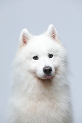 The samoyed dog makes a variety of naughty and lovely, happy and sad expressions. It is people's favorite pet, dog portrait combination series on a gray and white background