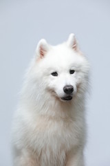 The samoyed dog makes a variety of naughty and lovely, happy and sad expressions. It is people's favorite pet, dog portrait combination series on a gray and white background