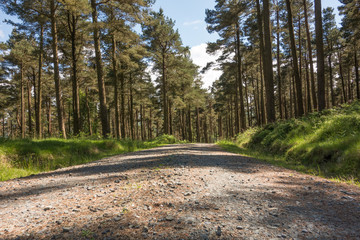 Deserted woodland trail at Glendalough, Co. Wicklow, Ireland.