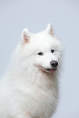 The samoyed dog makes a variety of naughty and lovely, happy and sad expressions. It is people's favorite pet, dog portrait combination series on a gray and white background