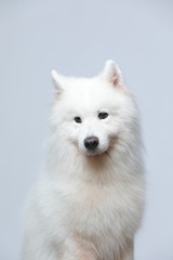 The samoyed dog makes a variety of naughty and lovely, happy and sad expressions. It is people's favorite pet, dog portrait combination series on a gray and white background