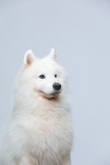 Obraz na płótnie Canvas The samoyed dog makes a variety of naughty and lovely, happy and sad expressions. It is people's favorite pet, dog portrait combination series on a gray and white background