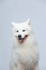 The samoyed dog makes a variety of naughty and lovely, happy and sad expressions. It is people's favorite pet, dog portrait combination series on a gray and white background