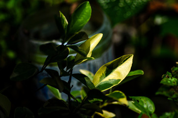Close-up macro shot, green leaves translucent in the sun over shallow depth of field background