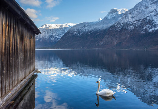 Swan on the clear water of Hallstattersee lake and the beautiful mountains surrounding it in Salzkammergut region, Austria, in winter