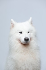 The samoyed dog makes a variety of naughty and lovely, happy and sad expressions. It is people's favorite pet, dog portrait combination series on a gray and white background