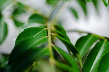 Close up shot, fresh curry leaves (Murraya koenigii or Bergera koenigii) in the plant garden