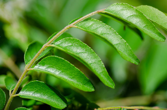 Close up shot, fresh curry leaves (Murraya koenigii or Bergera koenigii) in the plant garden
