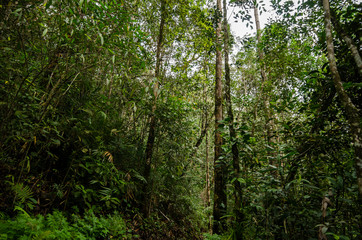 Lush green foliage in tropical rainforest at sunny day
