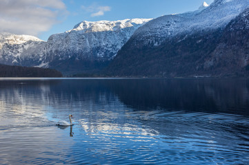 Swan on the clear water of Hallstattersee lake and the beautiful mountains surrounding it in...