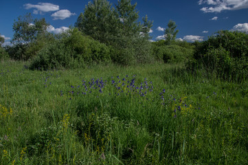 Fototapeta na wymiar Iris Sbirica in bloom at Lake Naplas protected area in Budapest Hungary