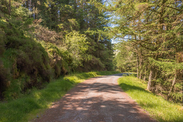Deserted woodland walking trail at Glendalough, Co. Wicklow, Ireland. The Glendalough valley is located in Wicklow Mountains National Park and is home to an Early Medieval monastic settlement.