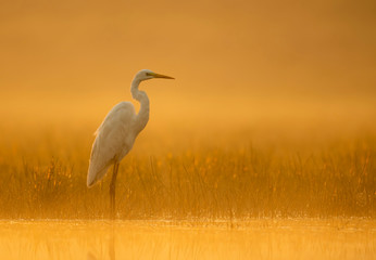 Great Egret in misty Morning © tahir
