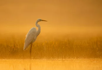 Foto op Plexiglas Great Egret in misty Morning © tahir