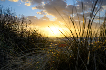 Naklejka premium Sonnenuntergang durch dünengras in holland zandvoort
