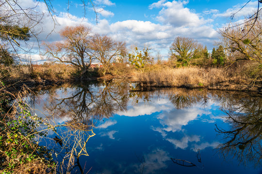 strahlend blauer Himmel &uuml;ber dem Naturschutzgebiet Eriskircher Ried am Bodensee