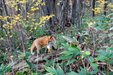 Wild red fox hunting for prey in Sapporo, Japan