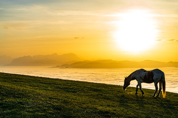 Pferd grast über Nebelmeer, mystische, mythische, märchenhafte Stimmung im Sonnenuntergang über...