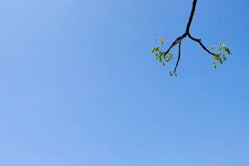 branch with green leaves on background of blue sky