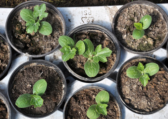 Growing seedlings of cucumbers in plastic pots