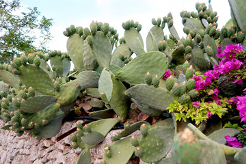 Blooming opuntia cacti flower, opuncia called prickly pear on the rock garden in Italy, Monopoli...