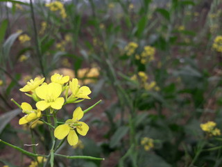 yellow flowers in garden