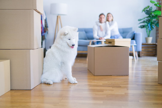 Young beautiful couple with dog sitting on the sofa at new home around cardboard boxes