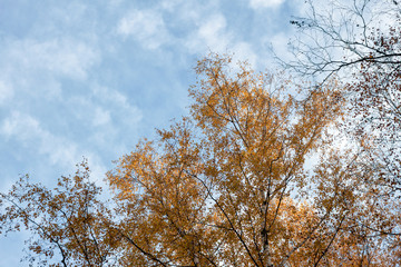 Autumn trees against a blue sky