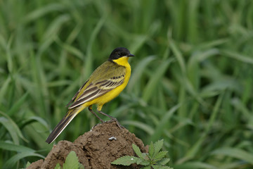bird on a branch