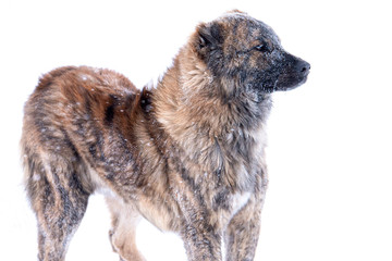 Brown Central Asian shepherd dog on winter day