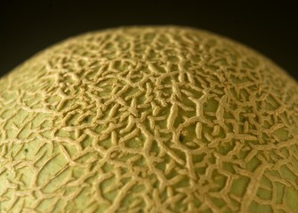 Cantaloupe melon skin detail on black background