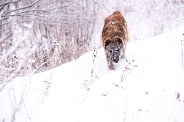 Brown Central Asian shepherd dog on winter day