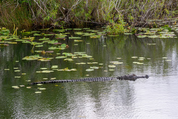 Florida 2016 Keys alligator in the swamp