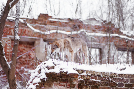 a wolf stands on a brick wall