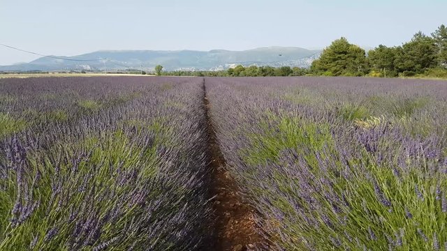 dans les champs de lavance - Valensole