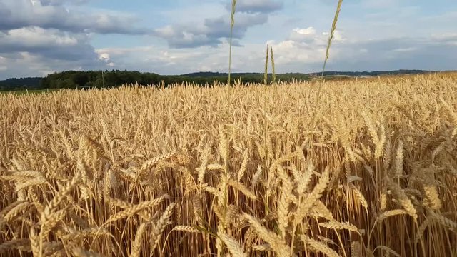 du vent dans les champs de bl&eacute; 
