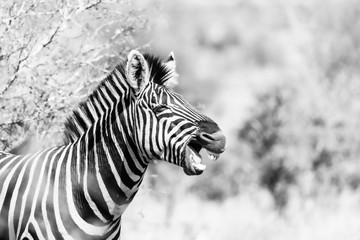 Fototapeta na wymiar Black and White Zebra (Equus quagga) looking as if it's laughing, taken in Kruger Park, South Africa