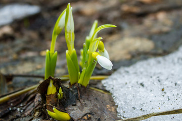lonely flower of common snowdrop Galanthus nivalis grow through melting dirty snow, nature awaken, tender plant struggle for life in abnormal cold late April