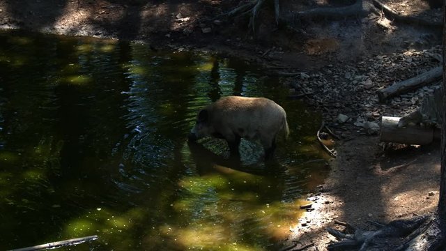 A wild boar (Sus scrofa, Wildschwein) stands in the forest in an idyllic lake and drinks - One - High quality footage with Color Grading