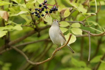 bird of paradise