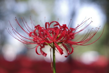 赤い彼岸花