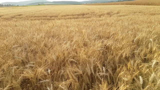les bl&eacute;s en &eacute;t&eacute; 
