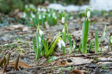 Blooming snowdrops in the springtime