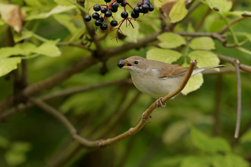 bird on a branch